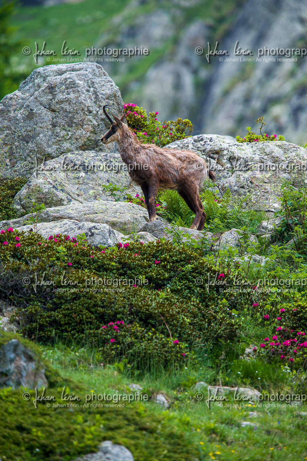 chamois_la-gordolasque_mercantour_france_jl_1dx_15-06-2021-0117.jpg