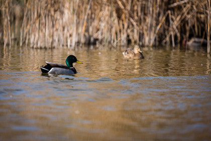 Canard Colvert - Mallard