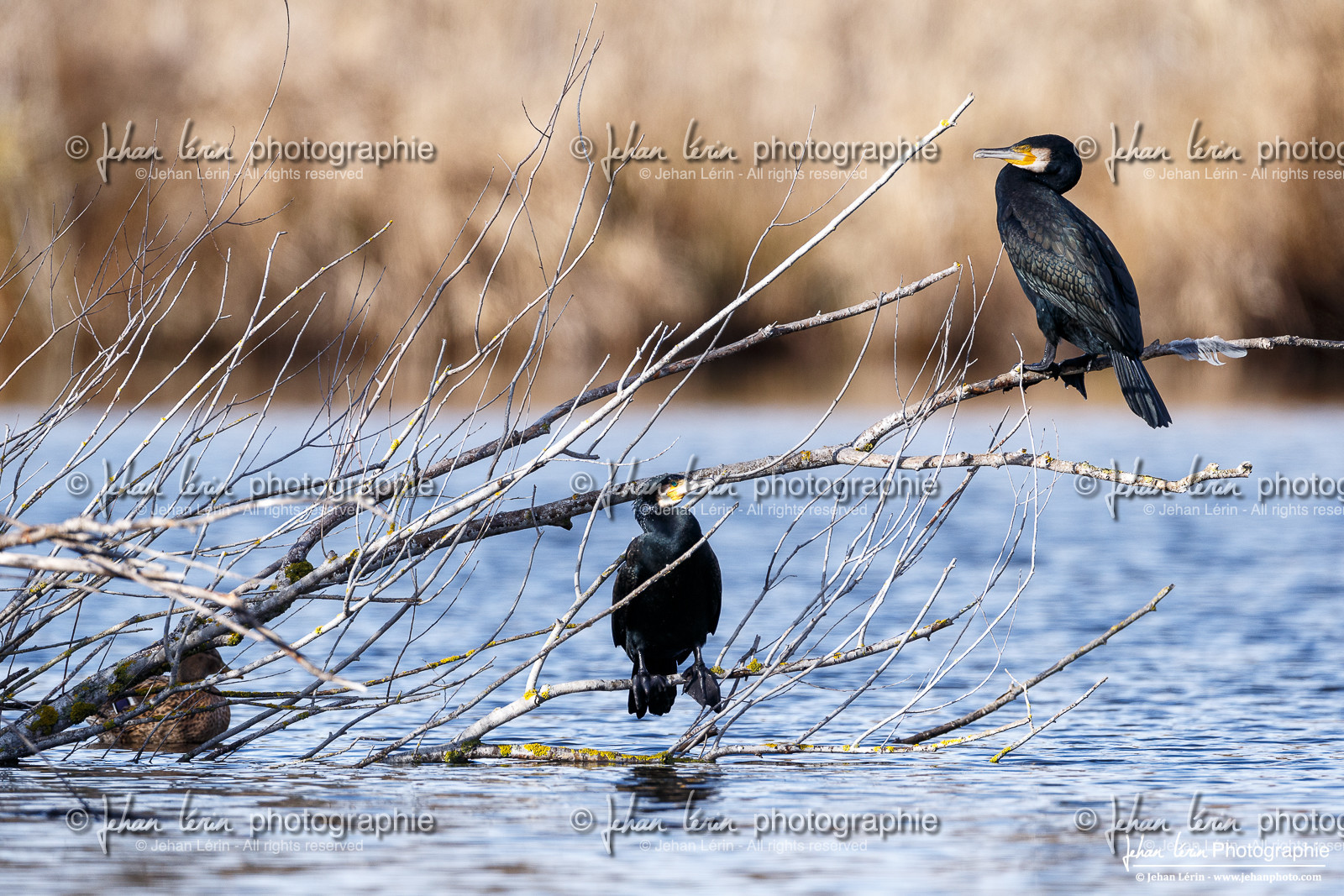 Grand Cormoran - Great Cormorant