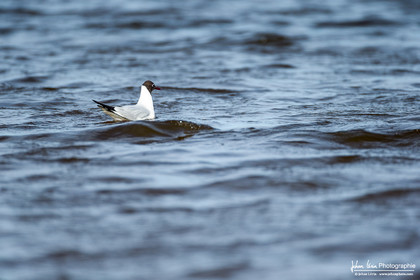 Mouette Rieuse - Black Headed Gull