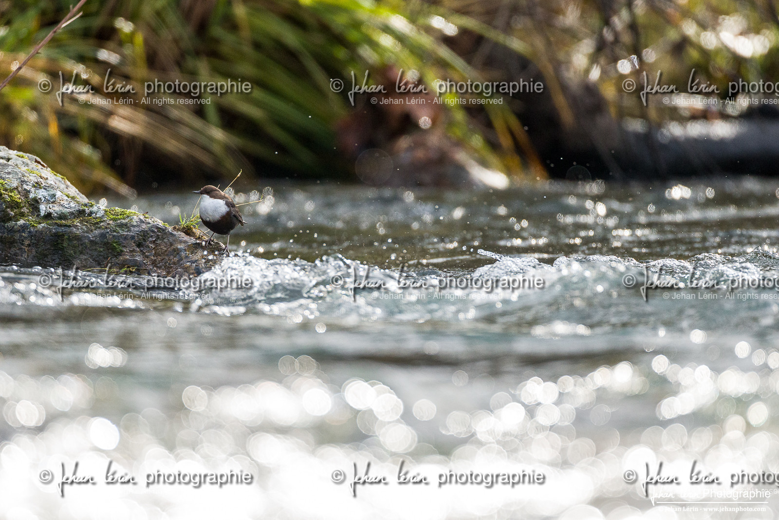 Cincle Plongeur - White-throated dipper  : Cinclus Cinclus