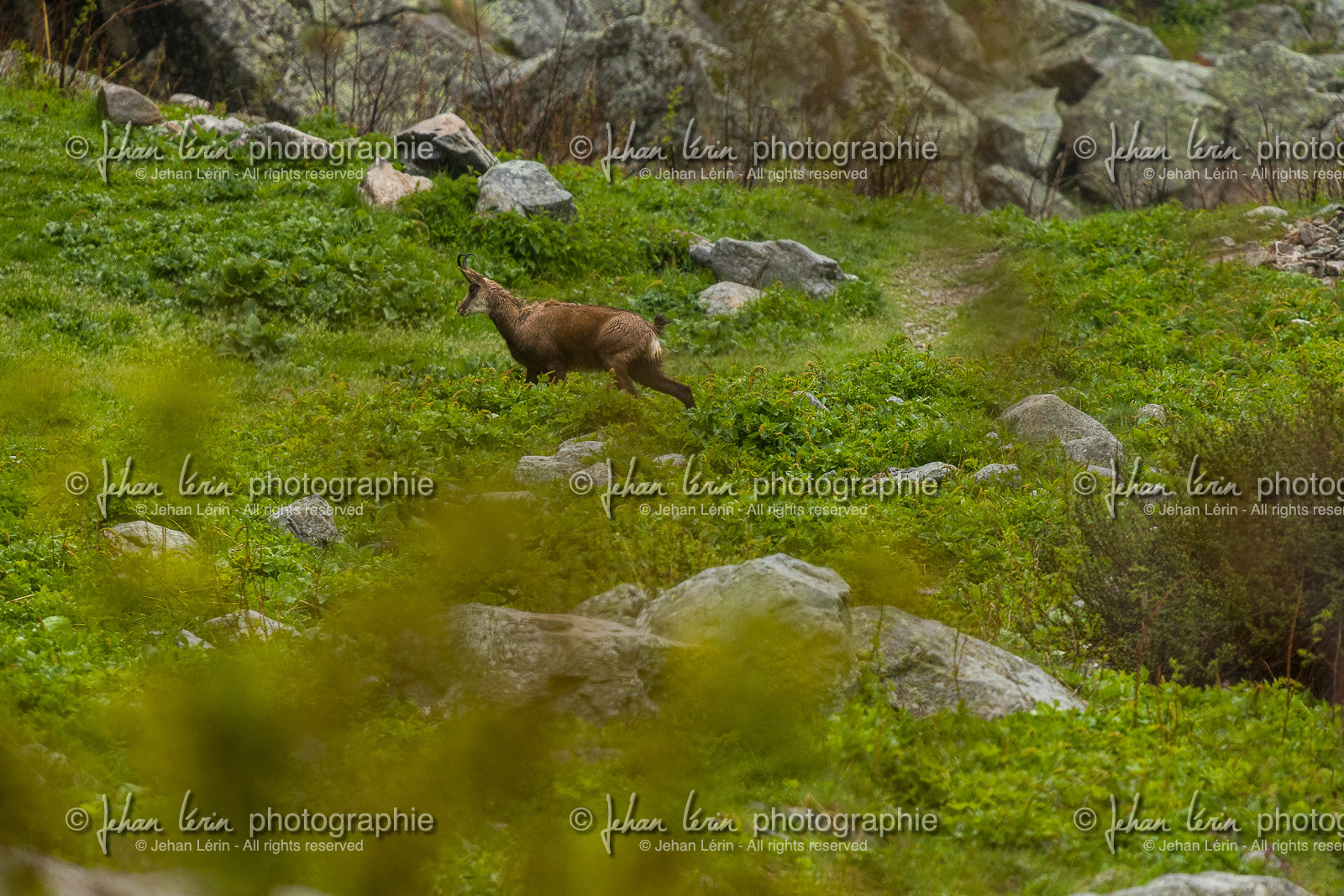 chamois_la-gordolasque_mercantour_jl_1dx_11-05-2020-0006.jpg