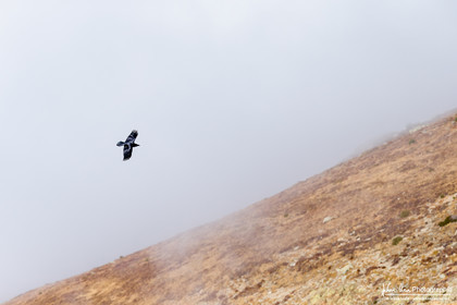Grand Corbeau - Common Raven