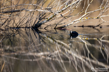 Foulque Macroule - Eurasian Coot : Fulica atra
