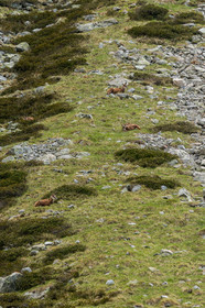 chamois_la-gordolasque_mercantour_jl_1dx_20-05-2020-0312.jpg