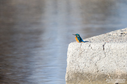 Martin-Pêcheur - Common Kingfisher