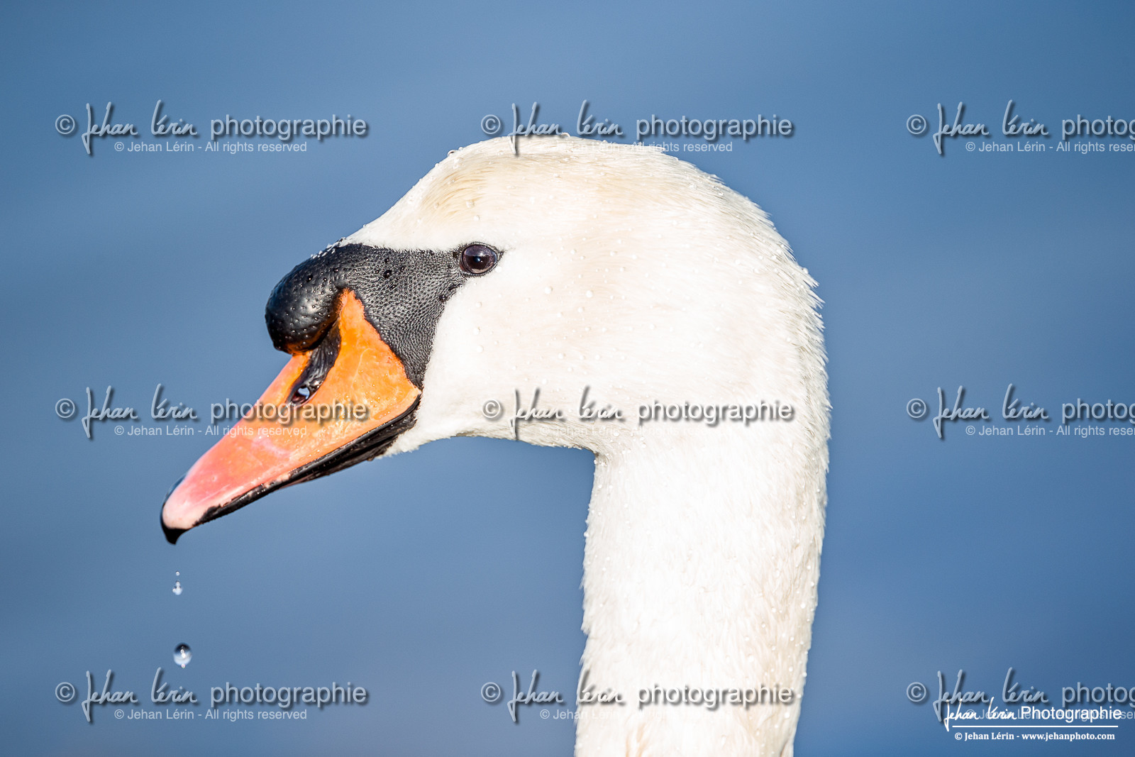 Cygne Tuberculé - Mute Swan