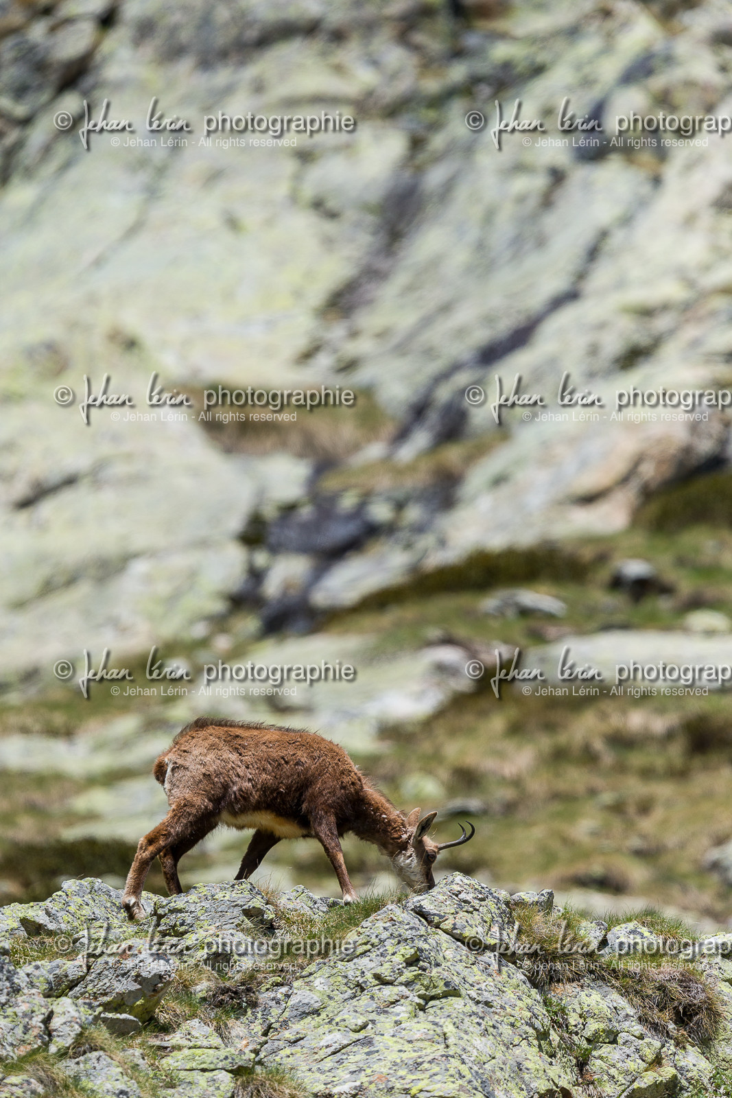 chamois_la-gordolasque_mercantour_jl_1dx_20-05-2020-0794.jpg