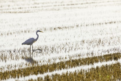 l-albufera_valencia_18-01-2012-0108.jpg
