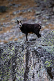 chamois-male-hiver_la-gordolasque_mercantour_alpes-maritimes_05-02-2016-2059.jpg