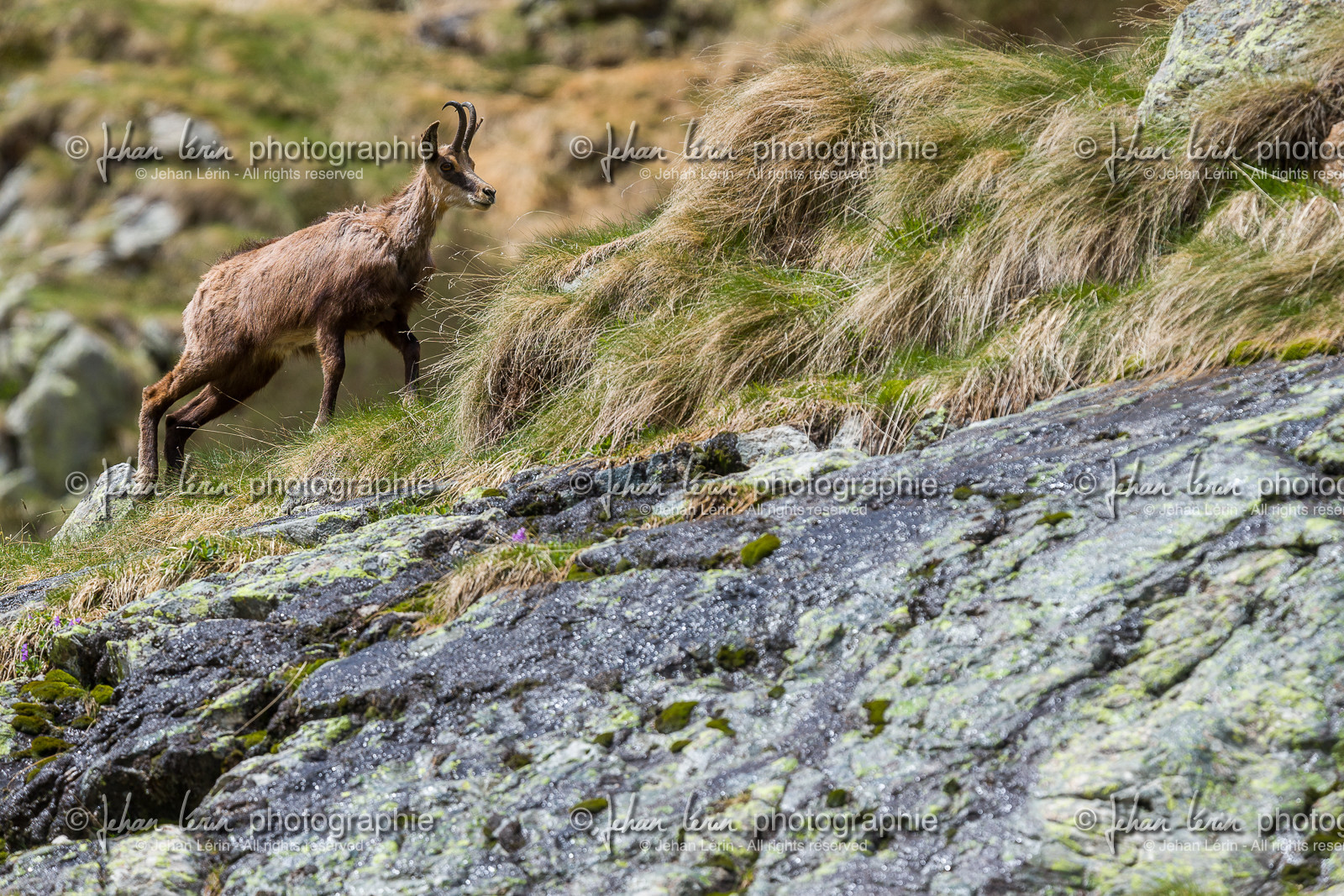 chamois_la-gordolasque_mercantour_jl_1dx_20-05-2020-0344.jpg