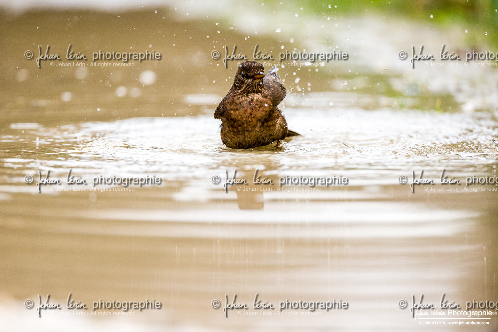 Merle noir - Black Bird