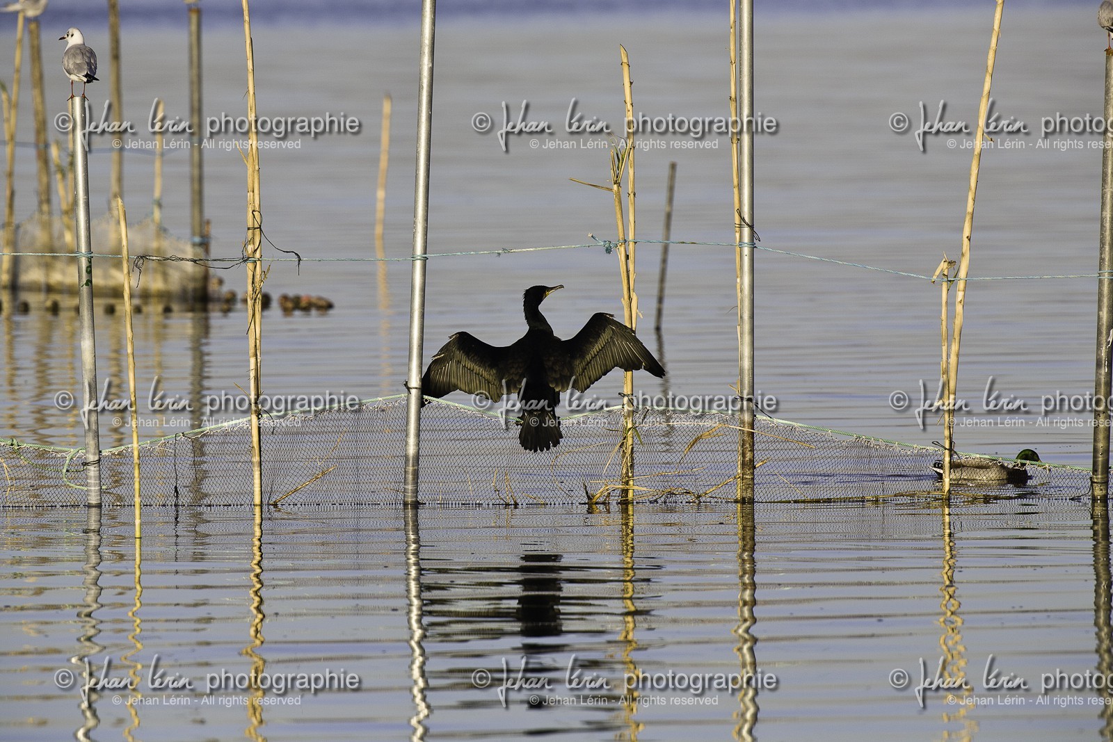 l-albufera_valencia_18-01-2012-0013.jpg
