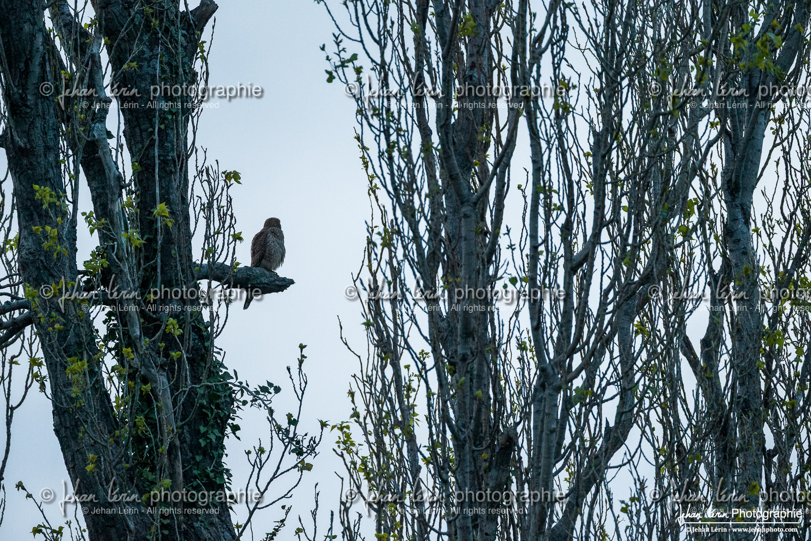 Faucon Crécerelle - Kestrel : Falco tinnunculus