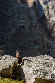chamois_alpes-maritimes_jl_1dx_29-03-2019-0001.jpg