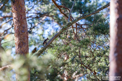 Pic Epeiche - Great Spotted Woodpecker