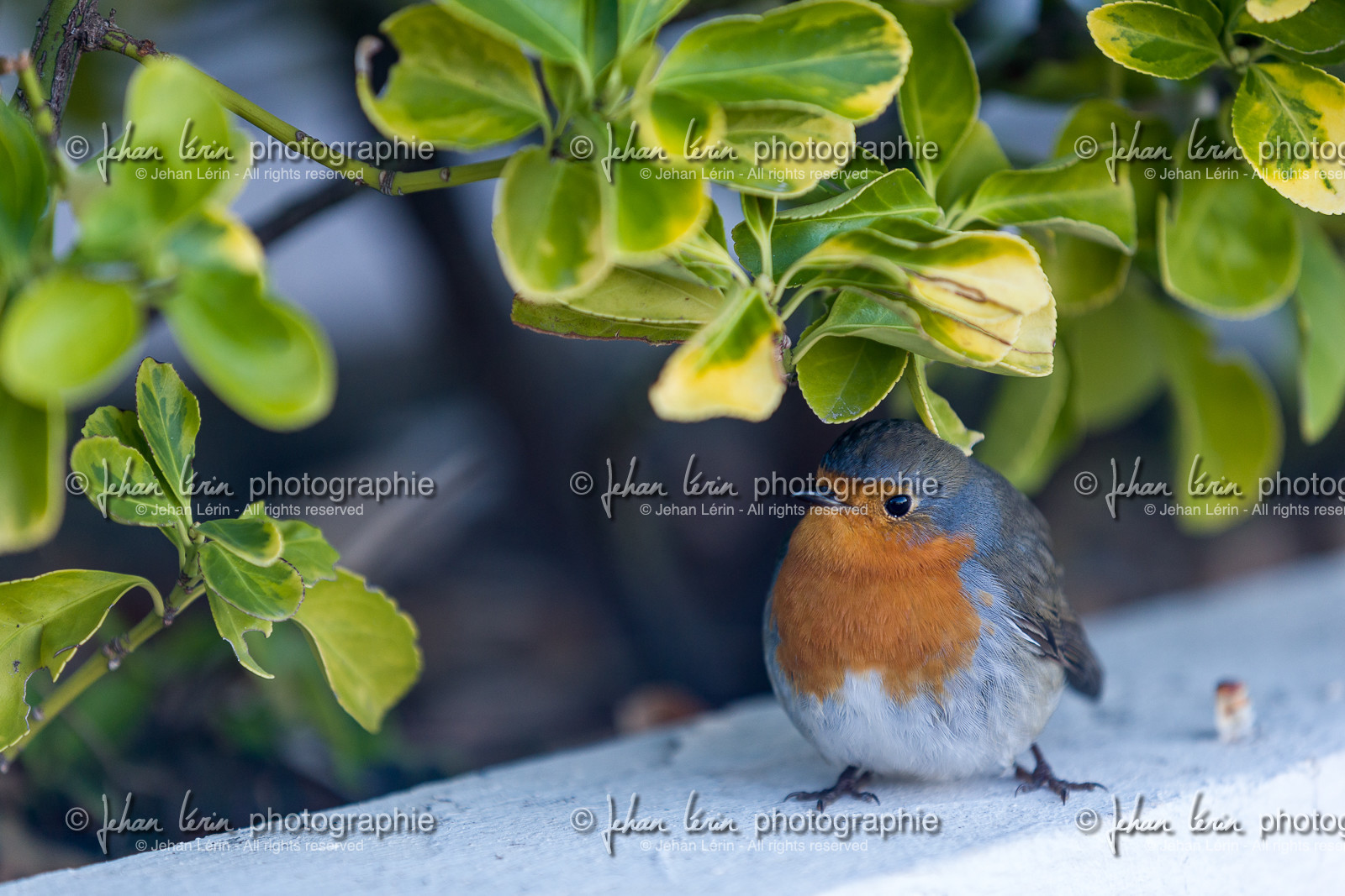 Rouge gorge familier