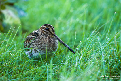Bécassine des Marais - Common Snipe