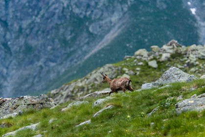 chamois_lac-autier_la-gordolasque_jl_1dx_28-06-2020-0005.jpg
