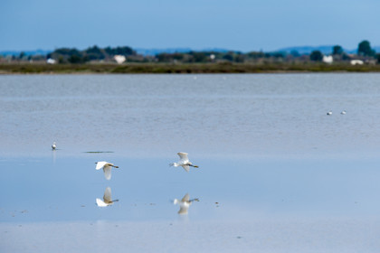aigrettes-garzettes_stes-maries-de-la-mer_camargue_jl_1dx_06-05-2021-0196.jpg