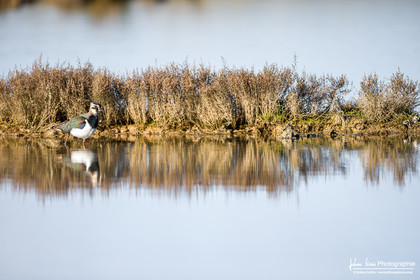 Vanneau Huppé - Northern Lapwing
