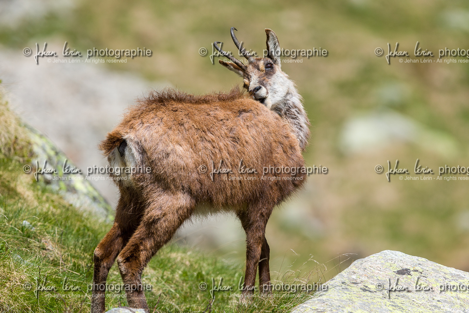 chamois_la-gordolasque_mercantour_jl_1dx_20-05-2020-0426.jpg