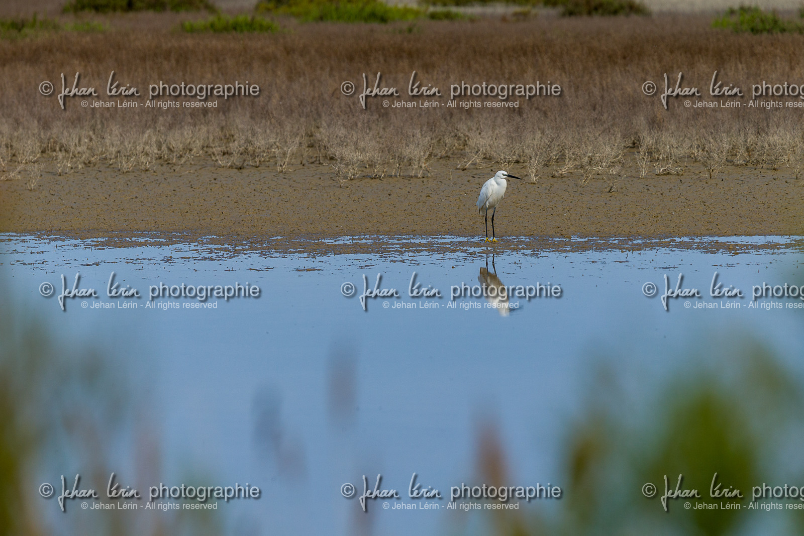 aigrette-garzette_stes-maries-de-la-mer_camargue_jl_1dx_06-05-2021-0079.jpg