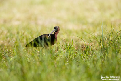 Ibis Falcinelle - Glossy Ibis