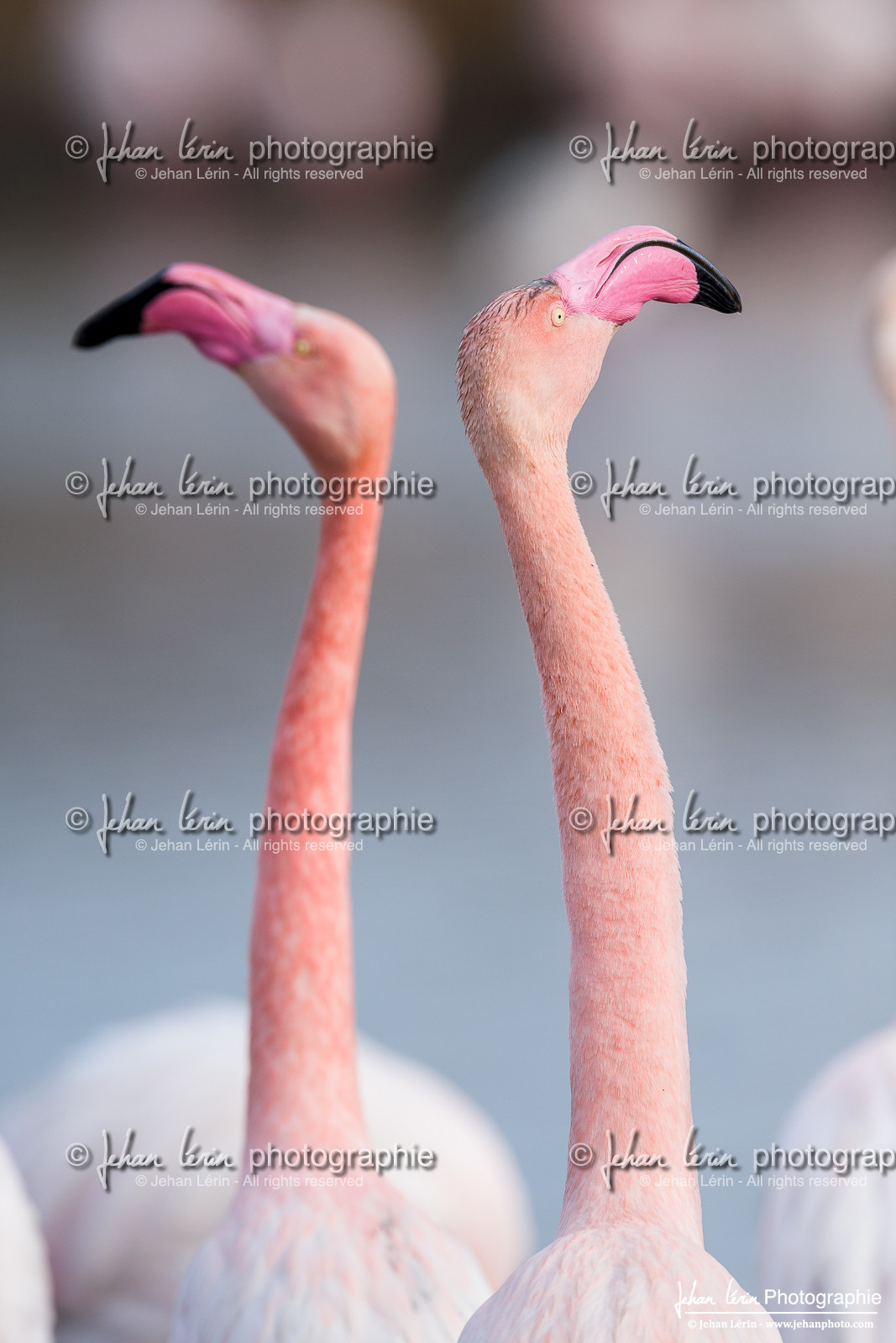 Flamant Rose - Greater Flamingo
