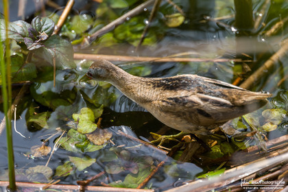 Marouette Poussin - Little Crake
