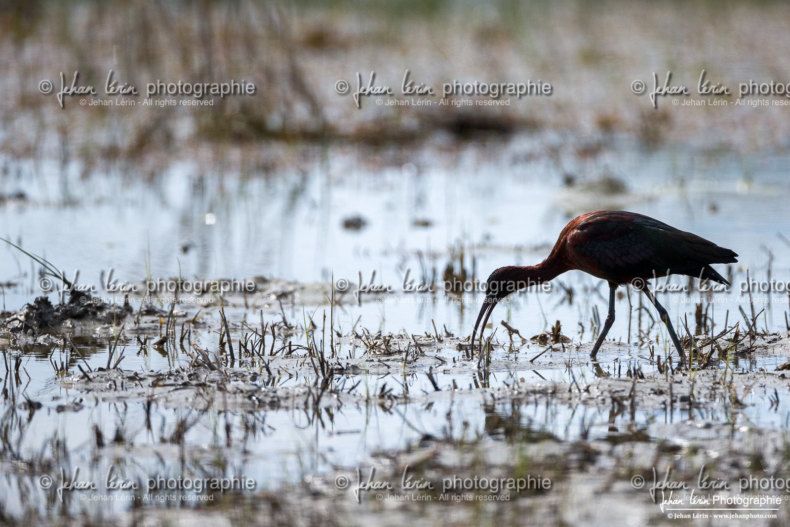Ibis Falcinelle - Glossy Ibis
