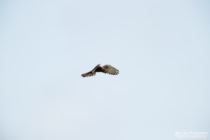 Faucon Crécerelle - Common Kestrel