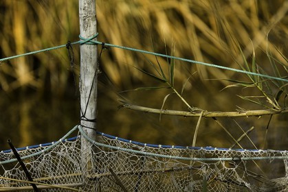 l-albufera_20-01-2011-2061.jpg