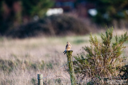 Faucon Crécerelle - Common Kestrel