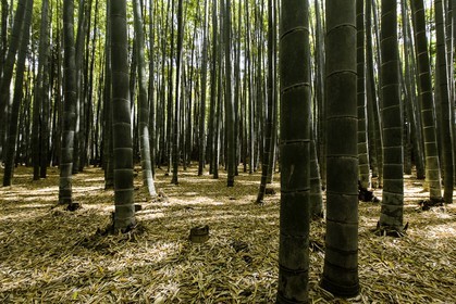 bambouseraie_arashiyama_kyoto_japon_jl_5d3_10-05-2014-1676.jpg