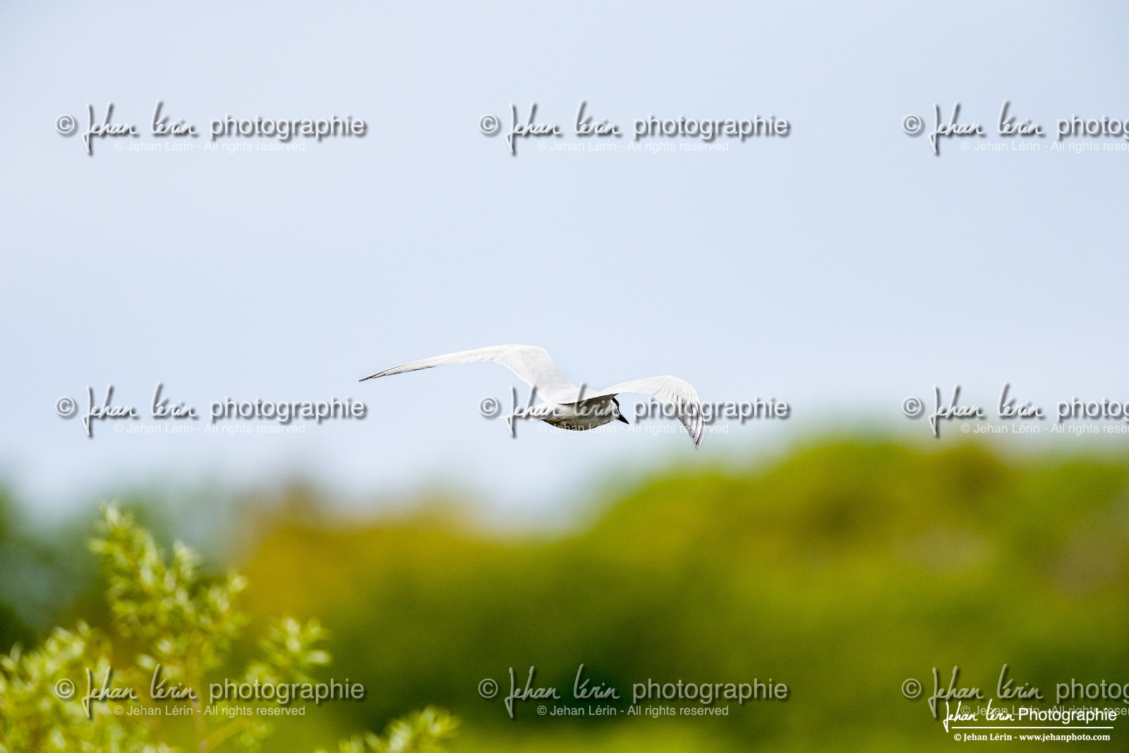 Sterne Hansel - Gull-Billed Tern