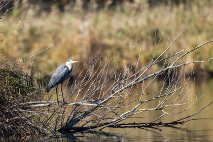 heron-cendre_vaugrenier_jehan-lerin_jl_1dx_20-11-2023-0001.jpg