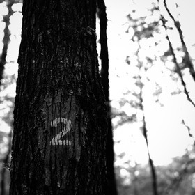 forest4.jpg