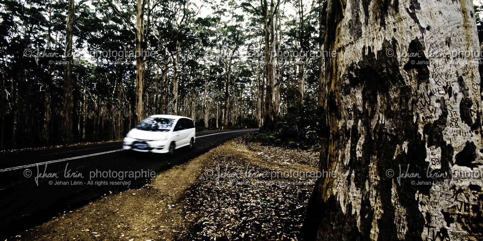 white-car-in-giants-forest.jpg