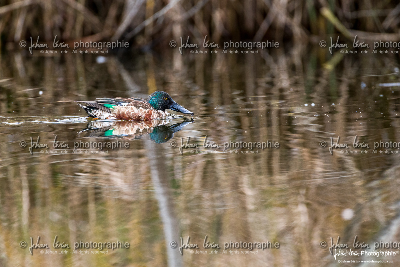 Canard Souchet - Nothern Shoveler