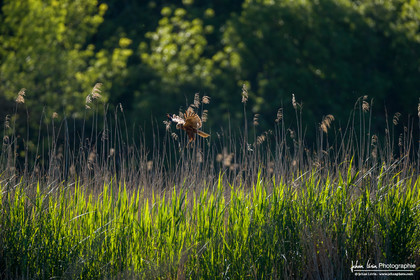 Busard des Roseaux - Western Marsh Harrier : Circus Aeruginosus