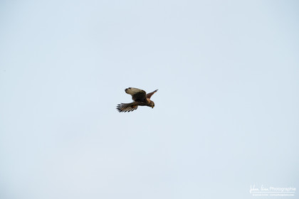 Faucon Crécerelle - Common Kestrel