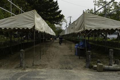 tanabe_kansai_japon_19-04-2014-5453.jpg