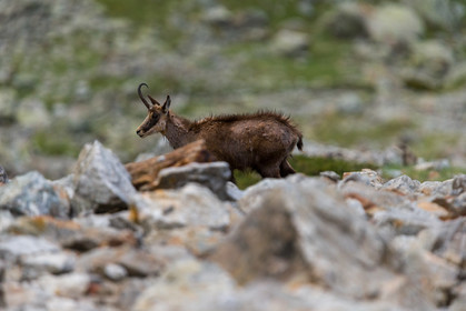 chamois_la-gordolasque_mercantour_jl_1dx_20-05-2020-0186.jpg