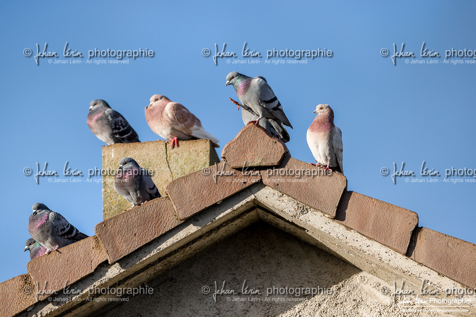 Pigeon Biset - Rock Dove : Columba livia