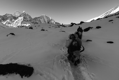 Caravane de yaks descendant sur Pheriche (4240m) - Région de l'Everest