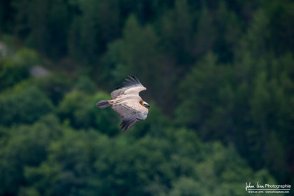 Vautour fauve