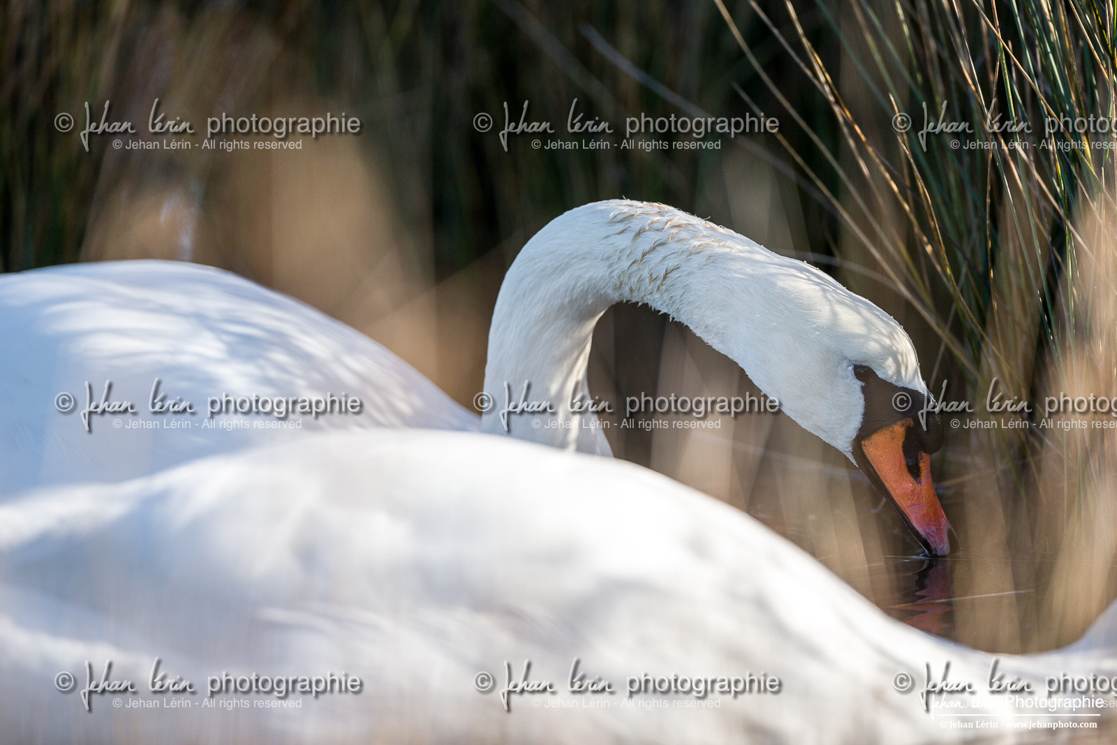 Cygne Tuberculé - Mute Swan