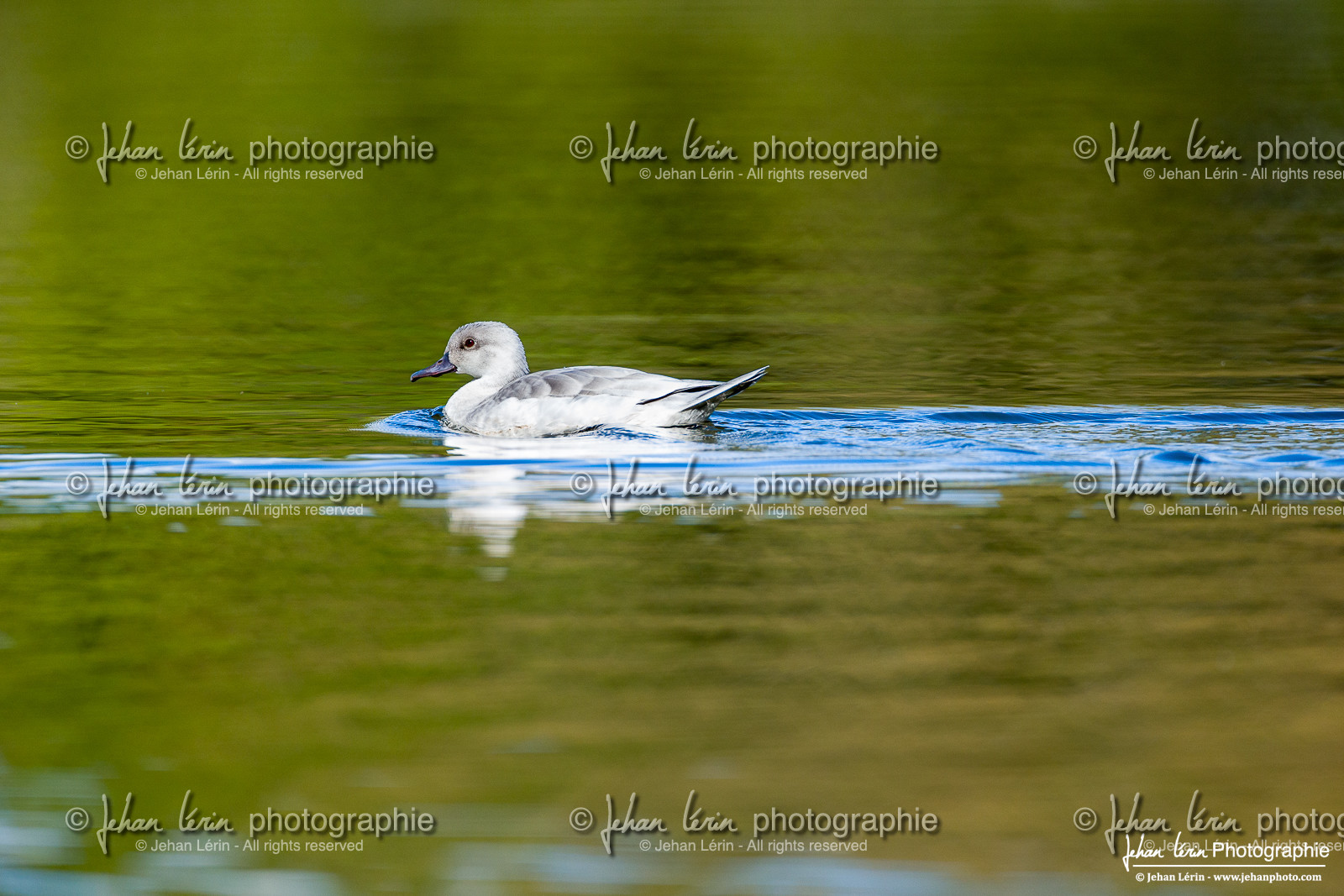 Sarcelle de Baïkal