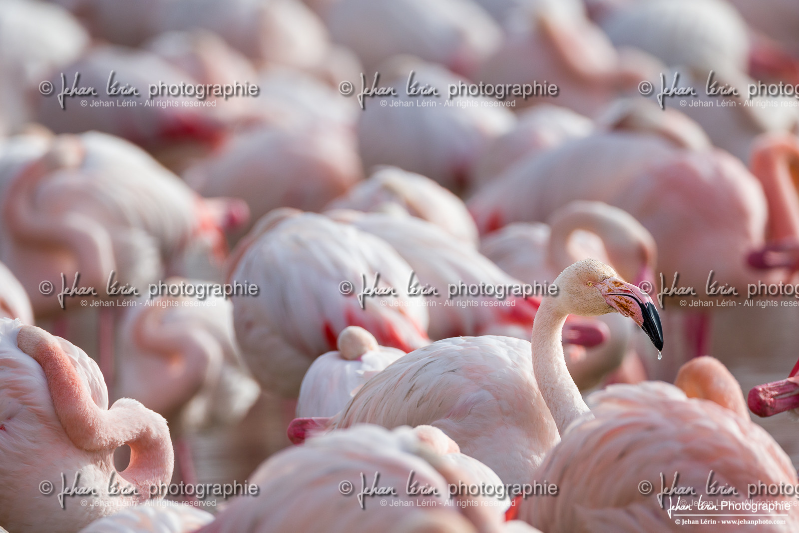 Flamant Rose - Greater Flamingo